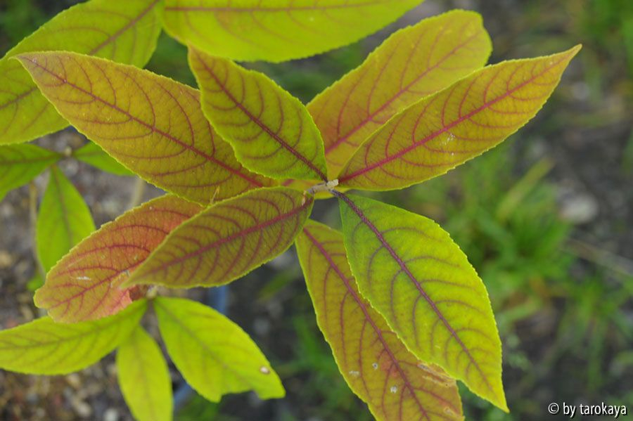 callicarpa kwangtungensis2