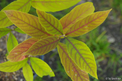 callicarpa kwangtungensis2