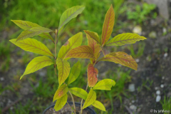 callicarpa kwangtungensis14