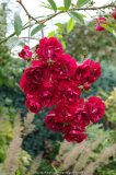 Rose-ClimbingAlberich_14-1a.jpg
