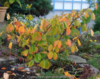 Hamamelis-ArnoldPromis_14-1a.jpg