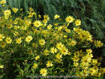 Helianthus-LemonQueen_14-2a.jpg