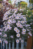 Aster-Sämling-Zartrosa_14-2a.jpg