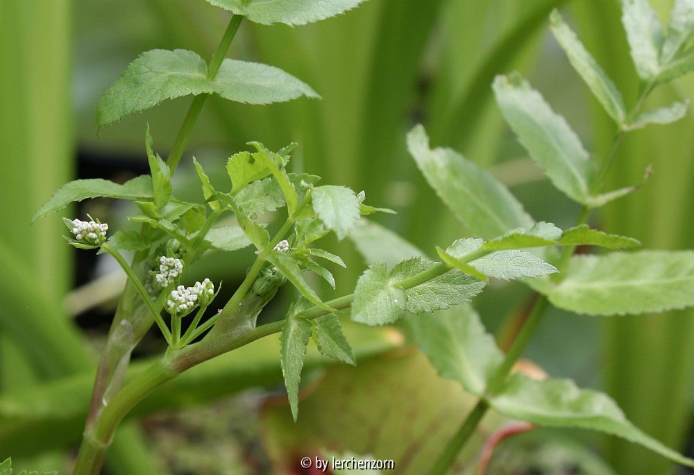 Apium nodiflorum (Sedanina)