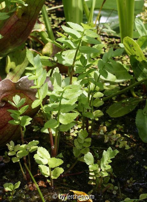 Apium nodiflorum (Sedanina)