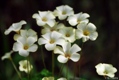 Oxalis perdicaria Citrino