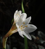 Narcissus spec.