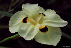 Dietes bicolor