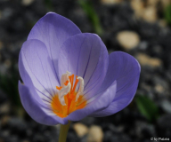 Crocus pulchellus