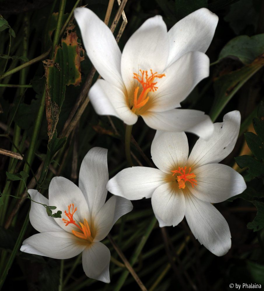 Crocus speciosus albus