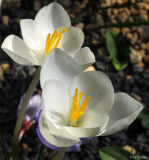 Crocus goulimyi Mani White