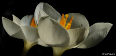 Crocus goulimyi Mani White