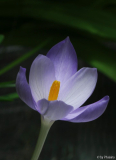 Crocus goulimyi