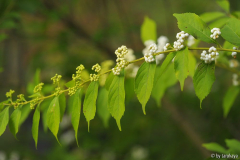 callicarpa dichotoma 'shirobana'