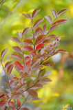 lagerstroemia 'acoma' herbst