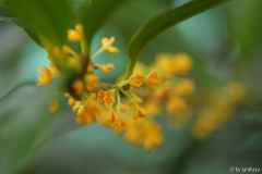 osmanthus fragrans 'auranticus'
