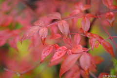 nandina domestica 10/14