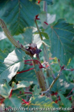 Acer capillipes