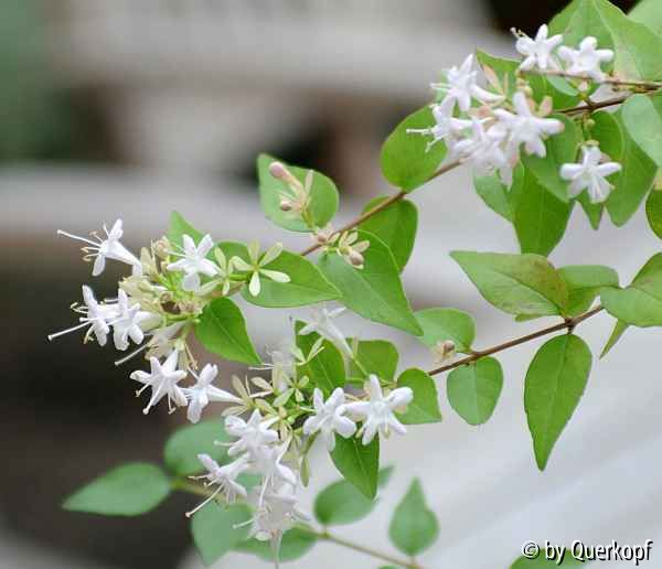 Abelia chinensis Blüte