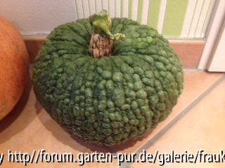Kürbis aus Spanien