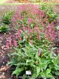 Persicaria 'Fine Pink'