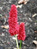 Persicaria 'Black Adder'2