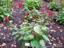Persicaria 'Black Adder'1