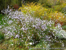 Aster laevis 2