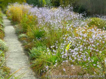 Aster laevis 1