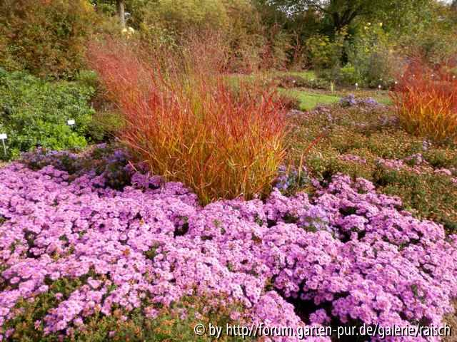 Kissenaster mit Panicum