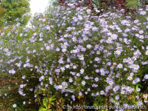 Aster turbinella