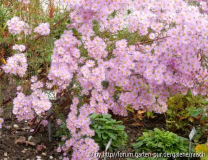 Aster 'Pink Star'