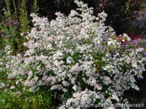 Aster 'Chloe'