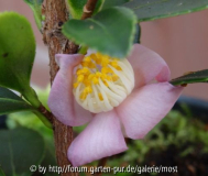 Puniceiflora okt 14.jpg