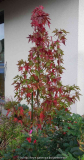 Amberbaum-14-2.jpg