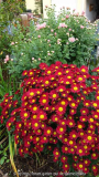 Chrysanthemum_14-1.jpg