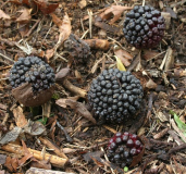 Typhonium venosum