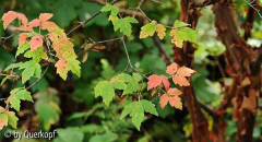 Herbst 14 Zimtahorn
