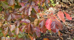 Herbst 14 Parrotia