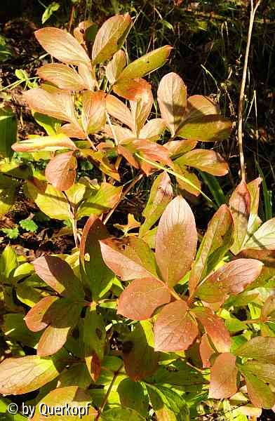 Herbst 14 Paeonia Clair de lune