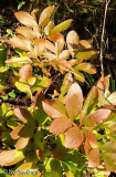 Herbst 14 Paeonia Clair de lune