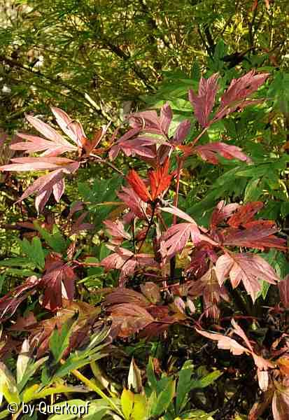 Herbst 14 Paeonia delavayi