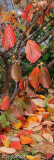 Herbst 14 Hamamelis Pallida