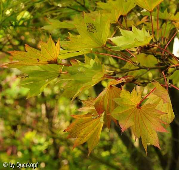 Herbst 14 Acer shirasawanum Aureum