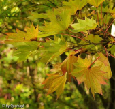 Herbst 14 Acer shirasawanum Aureum