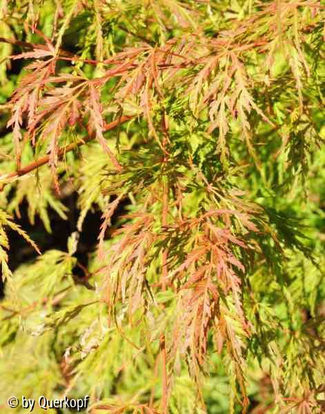 Herbst 14 Acer Seiryu