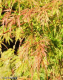 Herbst 14 Acer Seiryu