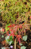 Herbst 14 Acer Kamagata