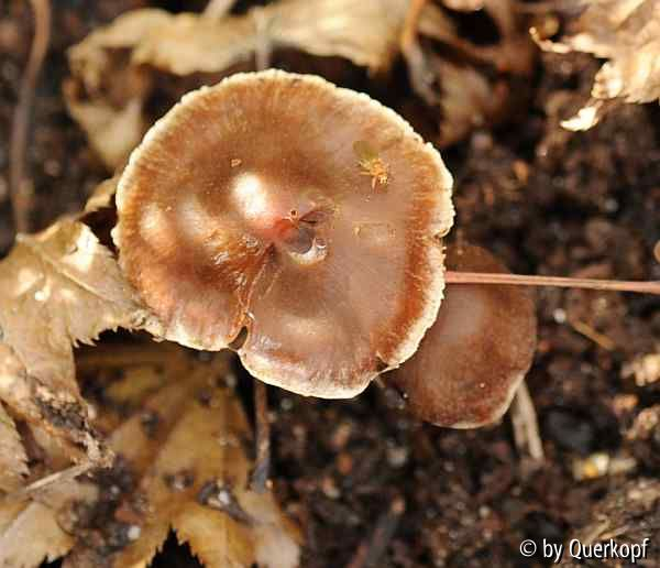 Holzfliesenpilz (vielleicht)