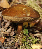 Dickhutpilz2